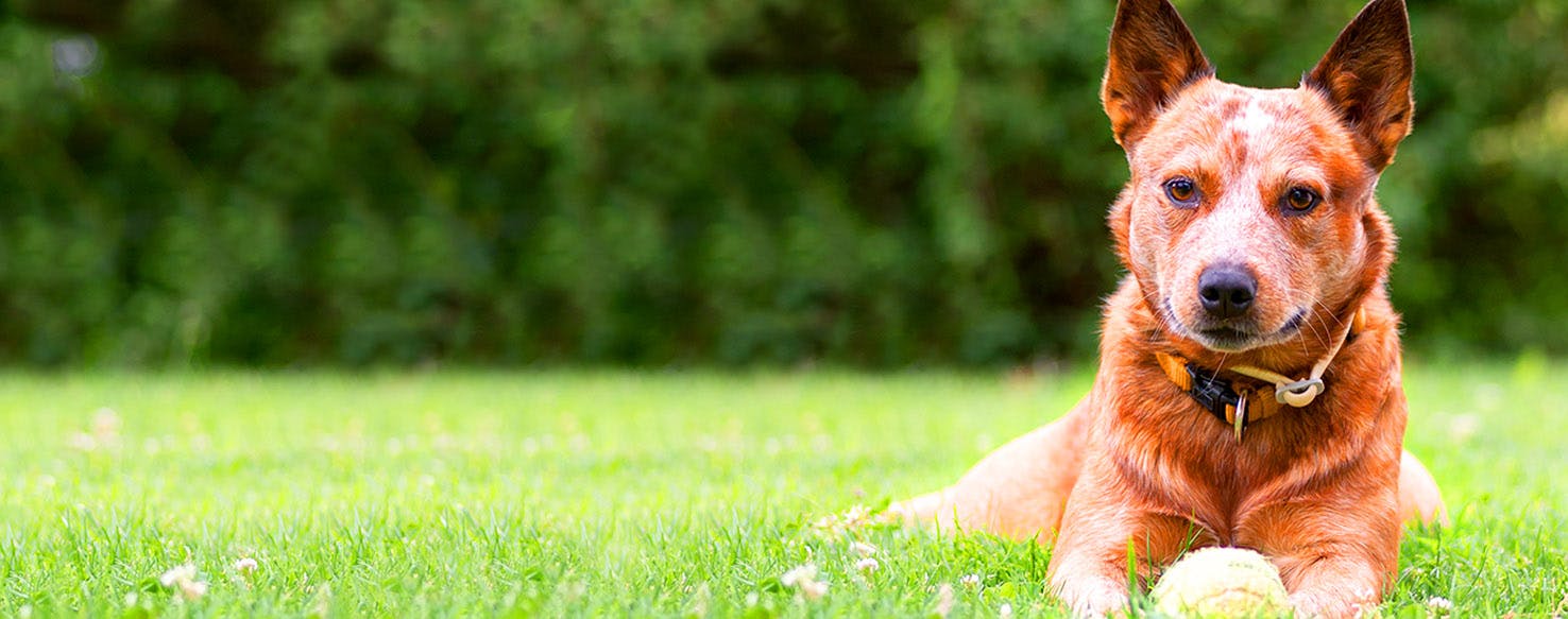 Prince Charming Inspired Dog Names Popular Male and Female Names Wag!